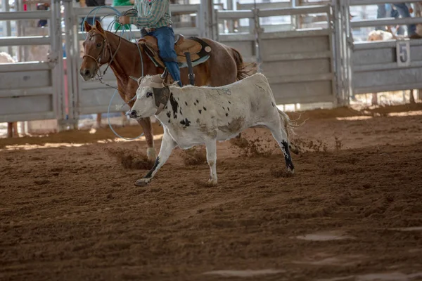 Evento Cuerda Ternera Rodeo Campestre Australia —  Fotos de Stock