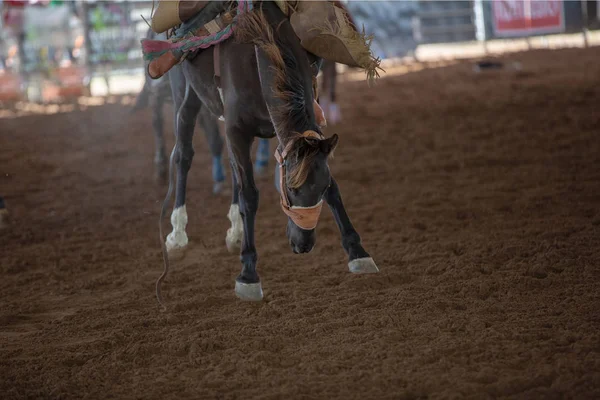 Bucking bronco horse with cowboy rider at indoor country rodeo