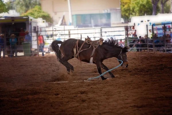 Riderless Bakugrás Bronco Fedett Ország Rodeo — Stock Fotó