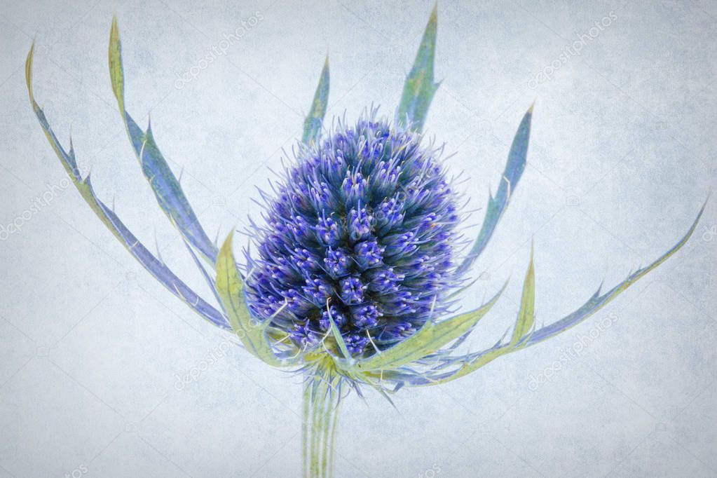 Close up of a sea holly flower bloom showing macro detail of the petals against a textured background