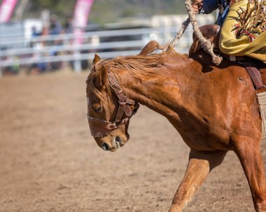Bronco at eyer bronc rodeo yarışma sırasında onun kovboy binici buck için süzme