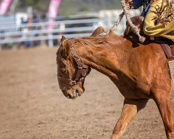 Bronco at eyer bronc rodeo yarışma sırasında onun kovboy binici buck için süzme