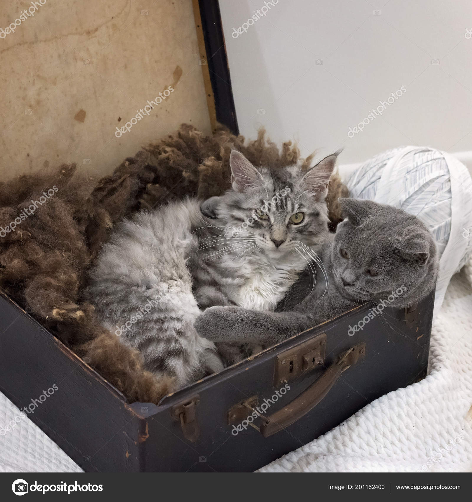 Maine Coon British Short Hair Kitten Playing Together Old Suitcase