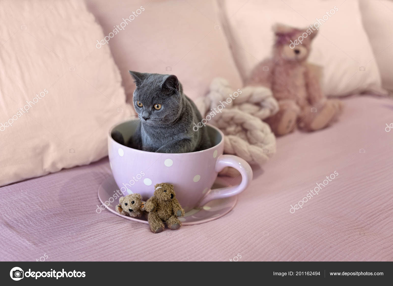british shorthair teddy