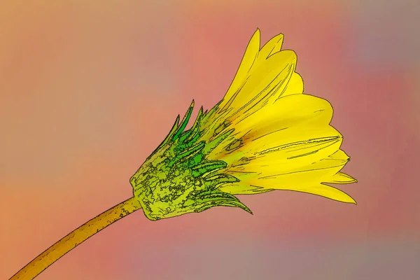 Koyu Mavi Bir Arka Plan Karşı Izole Bir Turuncu Lily — Stok fotoğraf