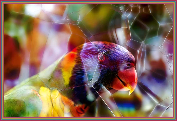 무지개 앵무새를 특징으로 색상의 만화경에 화려한 테두리와 — 스톡 사진