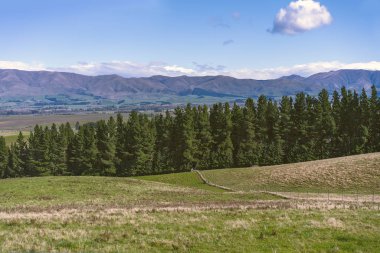 Yeşil tepelerin haddeleme ön planda, bir çam ormanının ortasında ve içinde belgili tanımlık geçmiş bir dağ manzarası