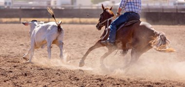 Bir kovboy rodeo tozlu arenada rekabet hazırlanması bir kampında bir buzağı yukarıya yuvarlar