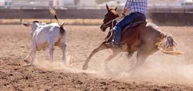 A cowboy rounds up a calf at a camp drafting competition in the dusty arena of a rodeo clipart