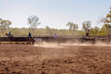 Bir kovboy rodeo tozlu arenada rekabet hazırlanması bir kampında bir buzağı yukarıya yuvarlar