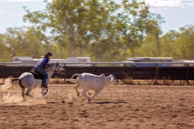 Bir kovboy rodeo tozlu arenada rekabet hazırlanması bir kampında bir buzağı yukarıya yuvarlar