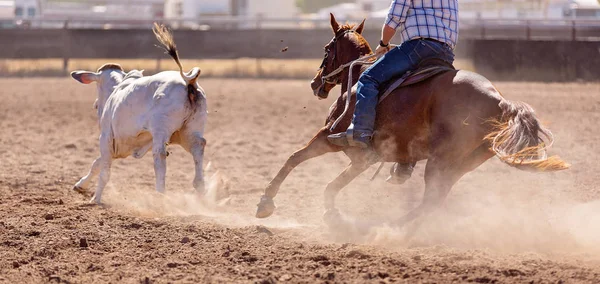 Cowboy Rundor Upp Kalv Camp Utarbeta Konkurrens Dammiga Arenan Rodeo — Stockfoto