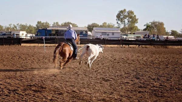 A cowboy rounds up a calf at a camp drafting competition in the dusty arena of a rodeo