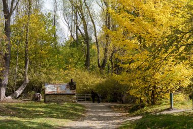 Bir eski tarihsel Çinli işçiye kulübede Gold Rush gün Arrowtown Yeni Zelanda