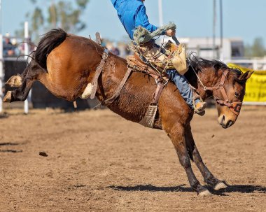 Bir kovboy ülke Rodeo bir yarışmada bucking bir bronco Binicilik