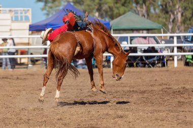 Kovboy ülke Rodeo bir yarışmada bucking bir bronco Binicilik