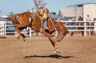 Kovboy rodeo rekabet Avustralya'da bir bucking bronc Binicilik
