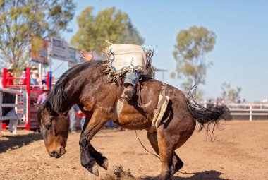 Kovboy rodeo rekabet Avustralya'da bir bucking bronc Binicilik