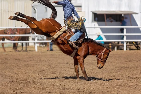 Cowboy Ridning Bucking Bronc Häst Rodeo Tävling Australien — Stockfoto