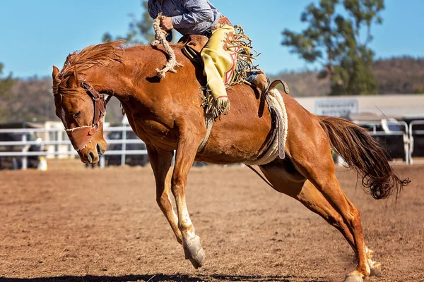 Cowboy Ridning Bucking Bronc Häst Rodeo Tävling Australien — Stockfoto