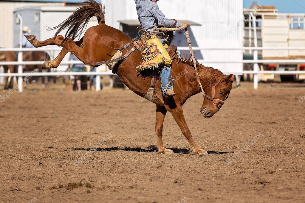 Cowboy riding a bucking bronc horse in a rodeo competition in Australia