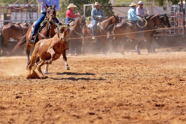 Buzağı kementle kement atma yarışmasında bir rodeoda kovboylar tarafından kement atıldı.