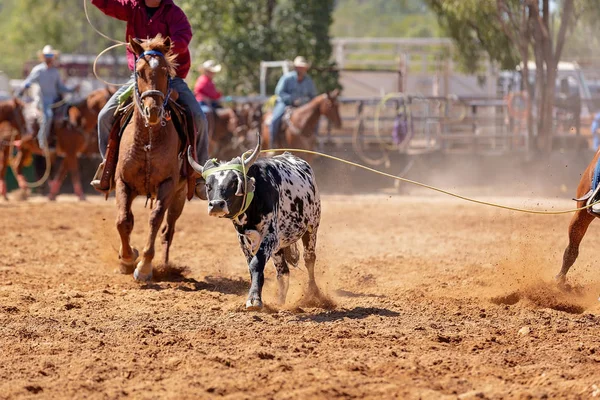 Kalv Lassoas Ett Team Kalv Rep Händelse Cowboys Ett Land — Stockfoto