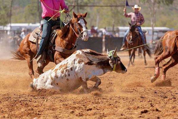 Becerro Siendo Encadenado Evento Cuerda Becerro Equipo Por Vaqueros Rodeo —  Fotos de Stock