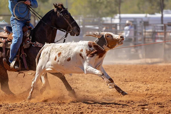 Becerro Siendo Encadenado Evento Cuerda Becerro Equipo Por Vaqueros Rodeo —  Fotos de Stock