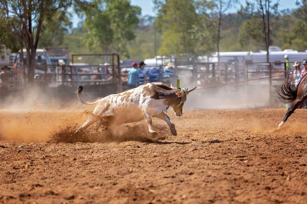 Borjút Egy Csapat Lasszózási Eseményen Rabolták Cowboyok Egy Country Rodeón — Stock Fotó