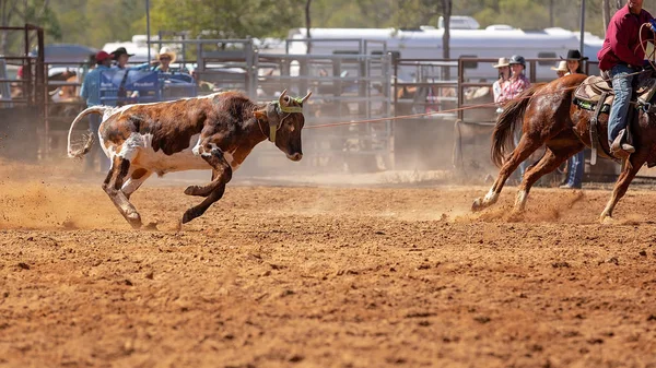 Calf Being Lassoed Team Calf Roping Event Cowboys Country Rodeo — Stock Photo, Image