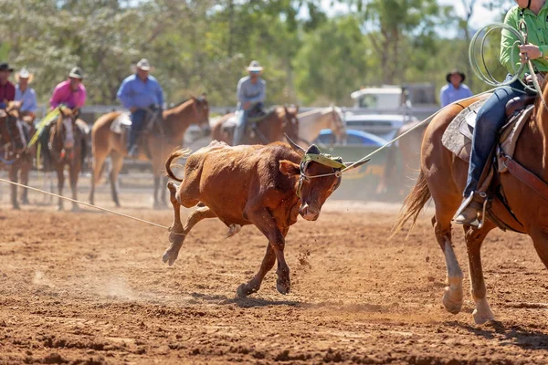 Vițel Fiind Lassoed Într Eveniment Roping Vițel Echipă Cowboy Rodeo — Fotografie, imagine de stoc