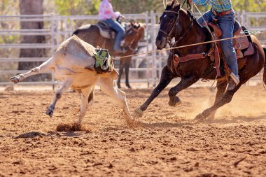 Buzağı kementle kement atma yarışmasında bir rodeoda kovboylar tarafından kement atıldı.