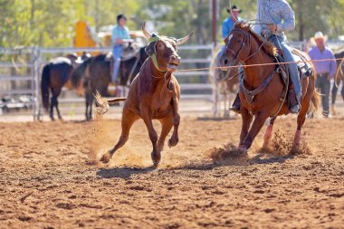 Calf being lassoed in a team calf roping event by cowboys at a country rodeo clipart