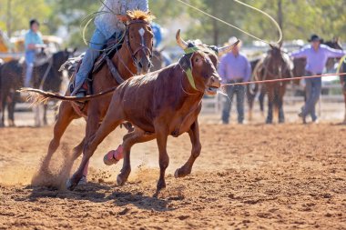 Buzağı kementle kement atma yarışmasında bir rodeoda kovboylar tarafından kement atıldı.