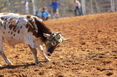 Buzağı kementle kement atma yarışmasında bir rodeoda kovboylar tarafından kement atıldı.