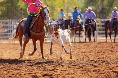 Buzağı kementle kement atma yarışmasında bir rodeoda kovboylar tarafından kement atıldı.