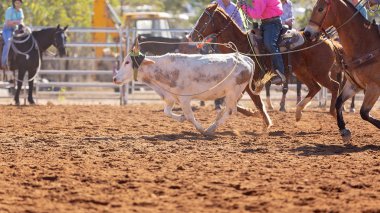Buzağı kementle kement atma yarışmasında bir rodeoda kovboylar tarafından kement atıldı.
