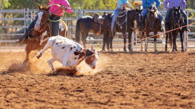 Buzağı kementle kement atma yarışmasında bir rodeoda kovboylar tarafından kement atıldı.