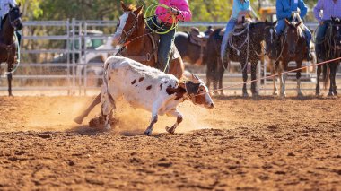 Buzağı kementle kement atma yarışmasında bir rodeoda kovboylar tarafından kement atıldı.
