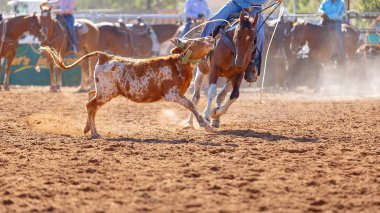 Buzağı kementle kement atma yarışmasında bir rodeoda kovboylar tarafından kement atıldı.