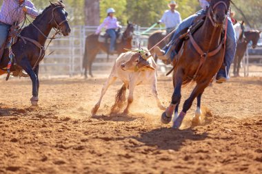 Buzağı kementle kement atma yarışmasında bir rodeoda kovboylar tarafından kement atıldı.