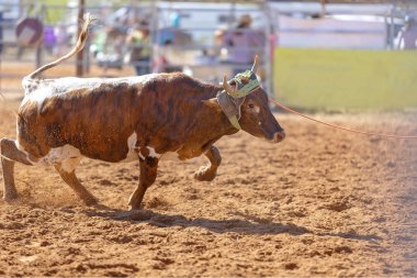 Buzağı kementle kement atma yarışmasında bir rodeoda kovboylar tarafından kement atıldı.