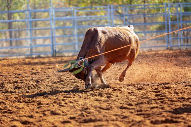 Buzağı kementle kement atma yarışmasında bir rodeoda kovboylar tarafından kement atıldı.