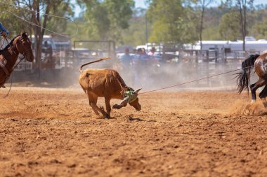 Buzağı kementle kement atma yarışmasında bir rodeoda kovboylar tarafından kement atıldı.
