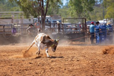 Buzağı kementle kement atma yarışmasında bir rodeoda kovboylar tarafından kement atıldı.