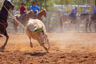 Buzağı kementle kement atma yarışmasında bir rodeoda kovboylar tarafından kement atıldı.