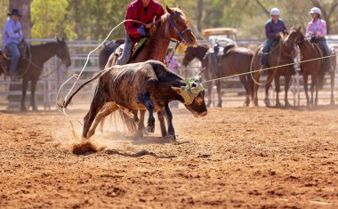 Buzağı kementle kement atma yarışmasında bir rodeoda kovboylar tarafından kement atıldı.