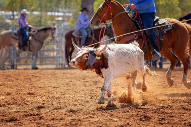 Buzağı kementle kement atma yarışmasında bir rodeoda kovboylar tarafından kement atıldı.