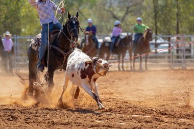 Buzağı kementle kement atma yarışmasında bir rodeoda kovboylar tarafından kement atıldı.